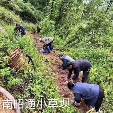 云南昭通小草坝新鲜天麻，真空包装，带泥发货，现挖现发