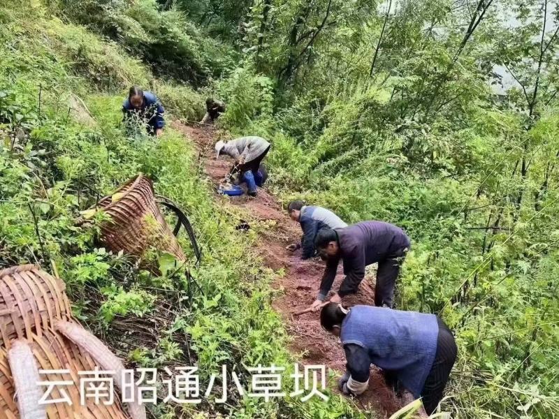 云南昭通小草坝新鲜天麻，真空包装，带泥发货，现挖现发