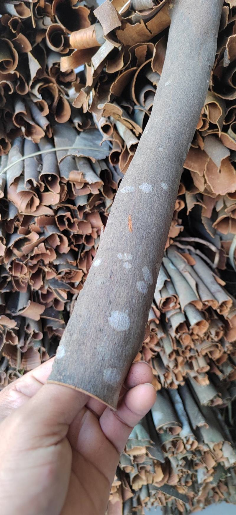 山桂皮薄皮桂