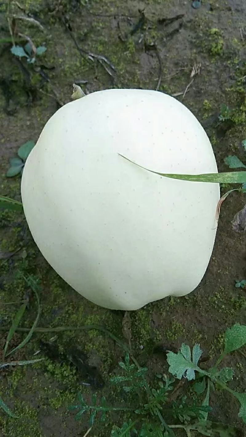 甘肃秦安高山瑞雪白黄金帅。