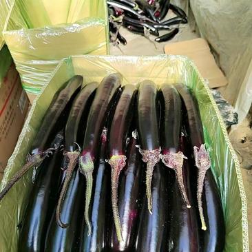 精品紫库紫长茄，大龙，602，紫力人，长年供应，欢迎选购