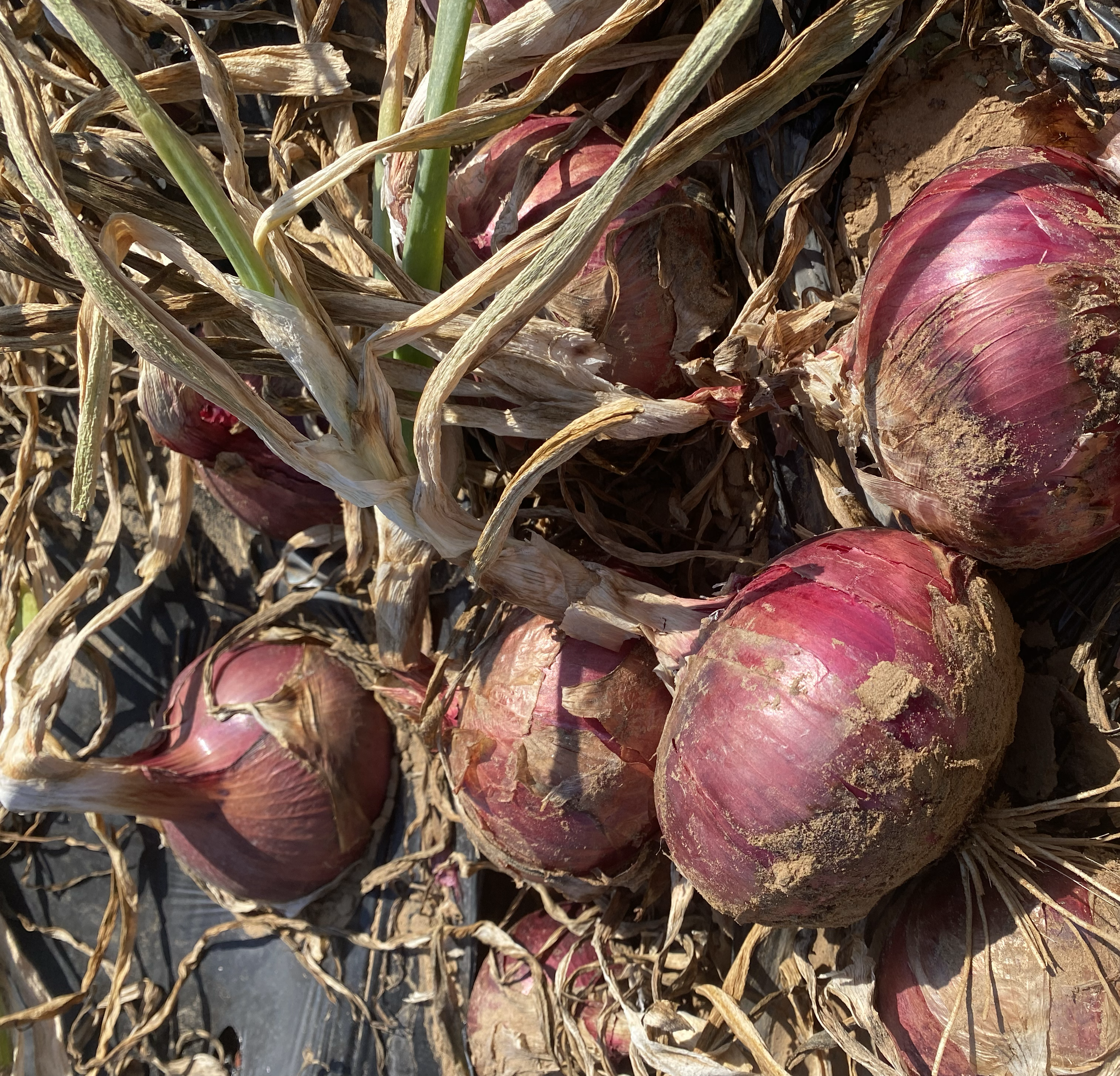 洋葱切开后发苦的示意图