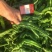 罗线，线椒，螺丝椒，邹邹皮，55号椒，15号椒，二炮椒。