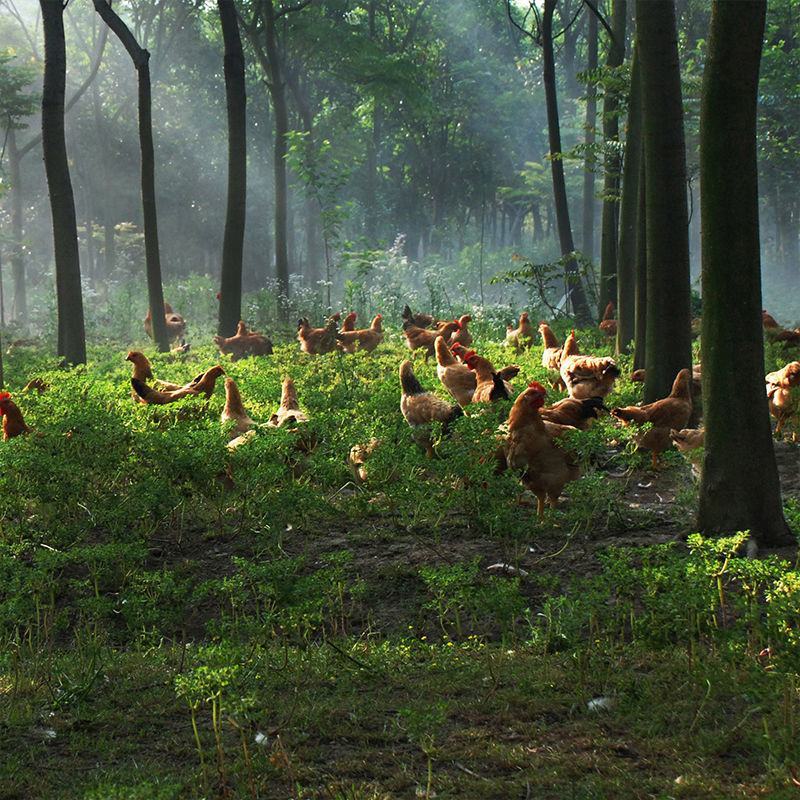 卤香五香鸡胗小包装香辣鸡肫熟食休闲零食鸡肉类小吃工厂