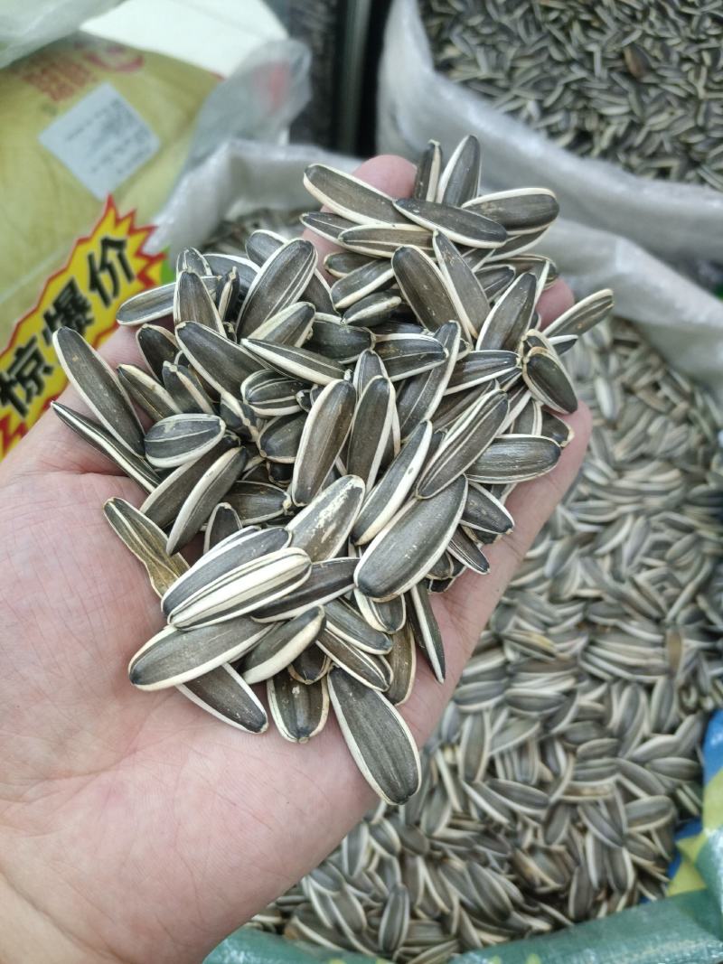 2023年新疆产地363、361、601葵花籽
