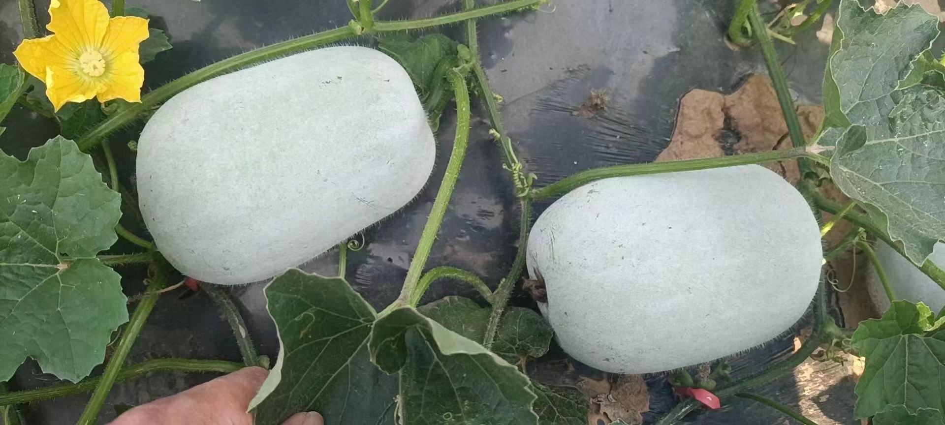 冬瓜田间生长图