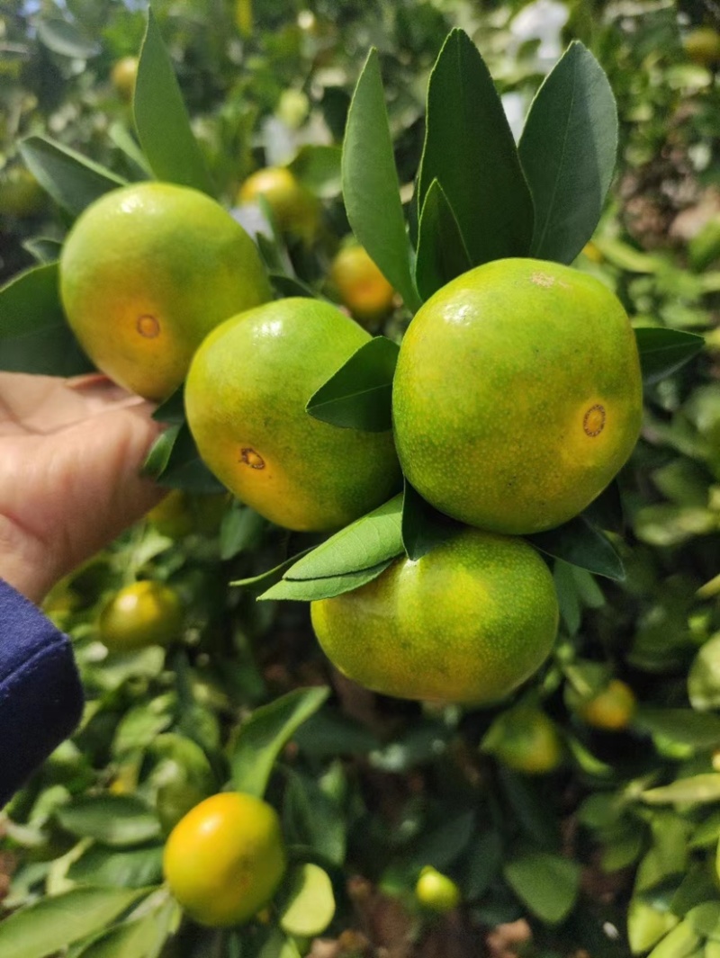 湖南东江湖蜜桔精品蜜桔，皮薄味甜全国发货