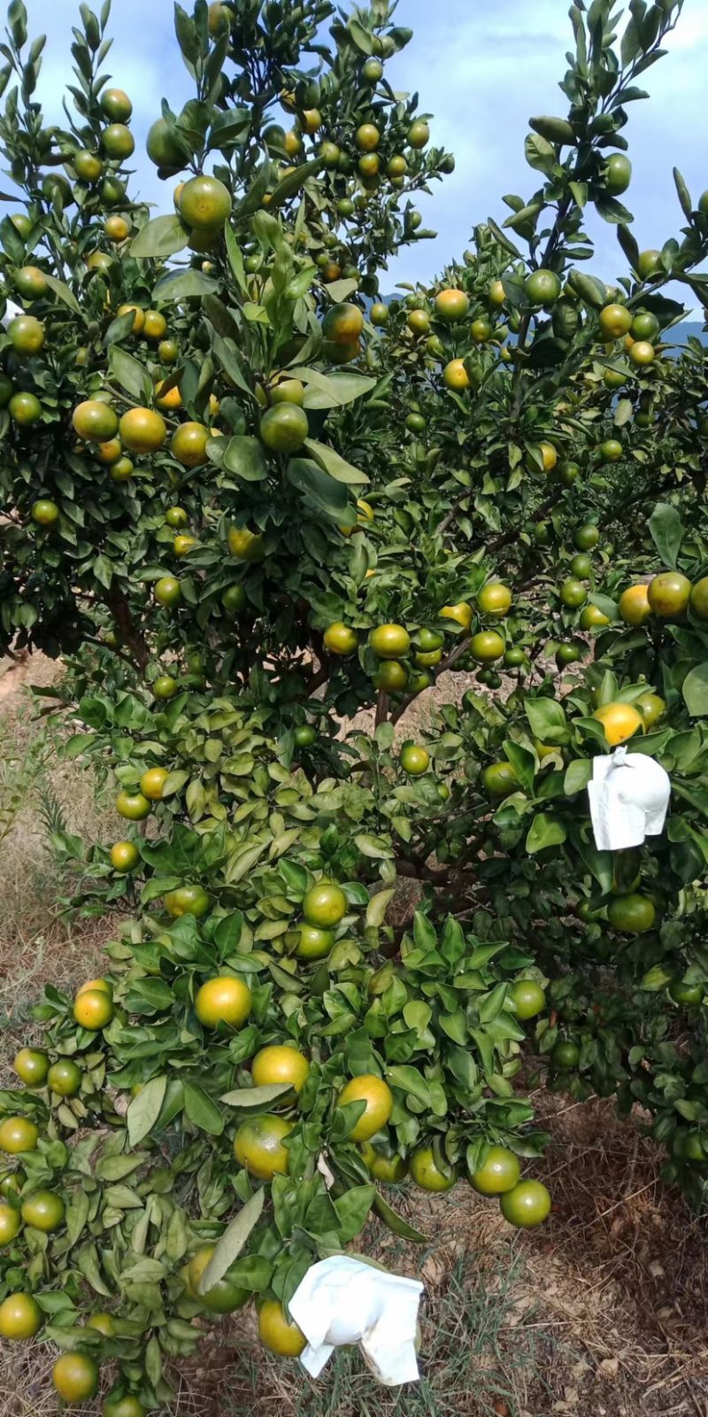 湖南东江湖蜜桔精品蜜桔，皮薄味甜全国发货