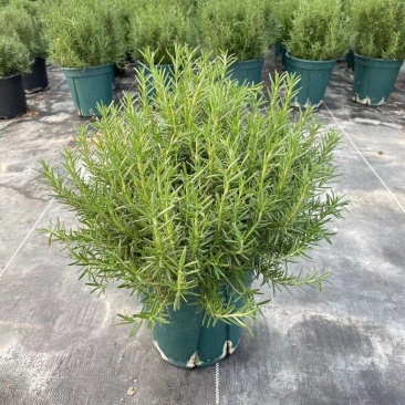 迷迭香可食用植物室内盆栽带香味绿植香草烘焙煎牛排百里香