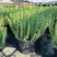 迷迭香可食用植物室内盆栽带香味绿植香草烘焙煎牛排百里香