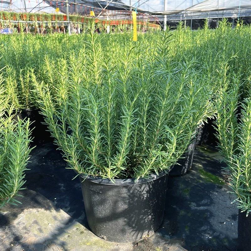 迷迭香可食用植物室内盆栽带香味绿植香草烘焙煎牛排百里香