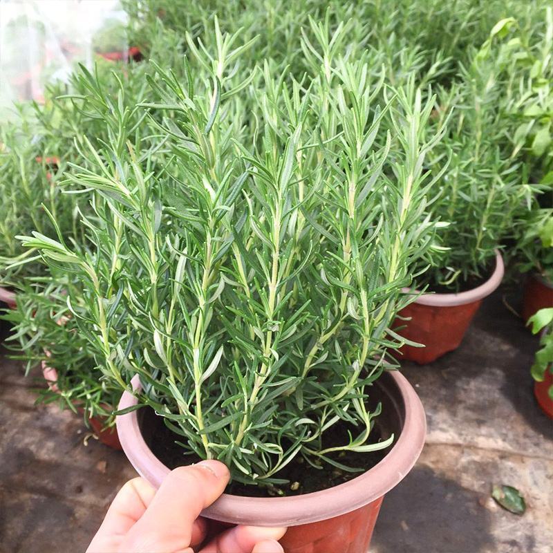 迷迭香可食用植物室内盆栽带香味绿植香草烘焙煎牛排百里香