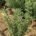 迷迭香可食用植物室内盆栽带香味绿植香草烘焙煎牛排百里香
