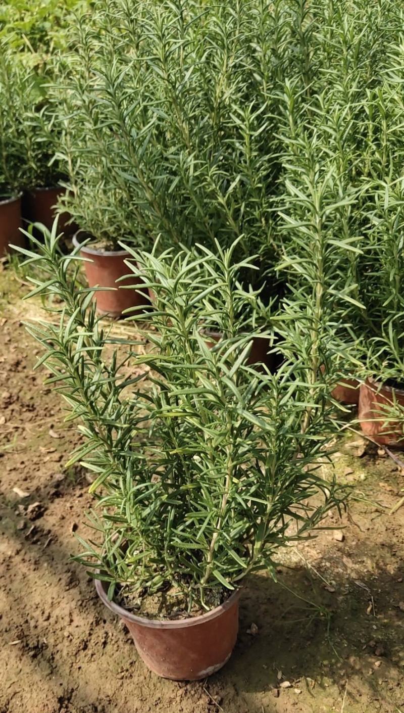 迷迭香可食用植物室内盆栽带香味绿植香草烘焙煎牛排百里香
