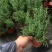 迷迭香可食用植物室内盆栽带香味绿植香草烘焙煎牛排百里香