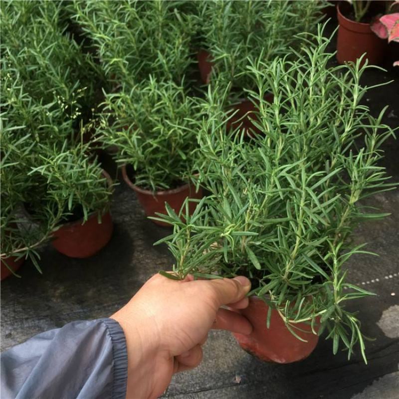 迷迭香可食用植物室内盆栽带香味绿植香草烘焙煎牛排百里香