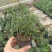 迷迭香可食用植物室内盆栽带香味绿植香草烘焙煎牛排百里香