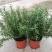 迷迭香可食用植物室内盆栽带香味绿植香草烘焙煎牛排百里香