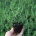 迷迭香可食用植物室内盆栽带香味绿植香草烘焙煎牛排百里香