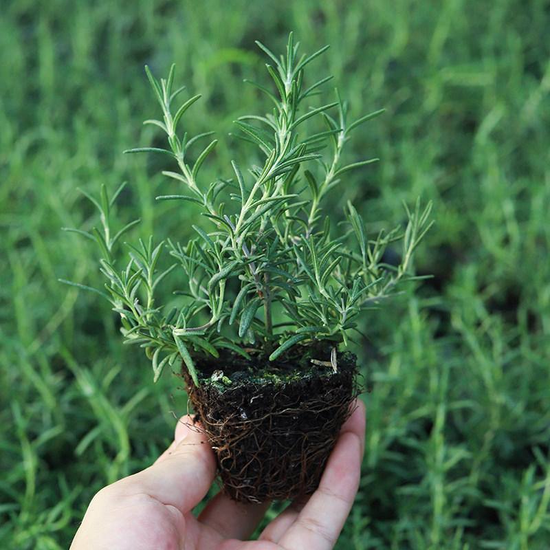 迷迭香可食用植物室内盆栽带香味绿植香草烘焙煎牛排百里香