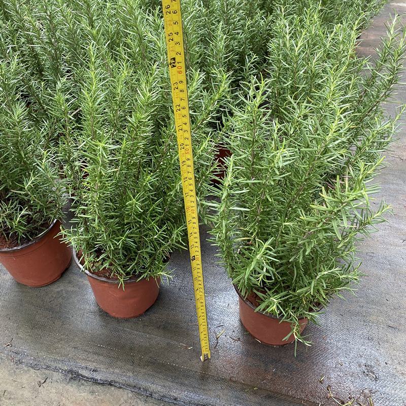 迷迭香可食用植物室内盆栽带香味绿植香草烘焙煎牛排百里香