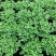 碰碰香花盆栽一抹香喷喷香随手室内驱蚊多肉老桩植物香味