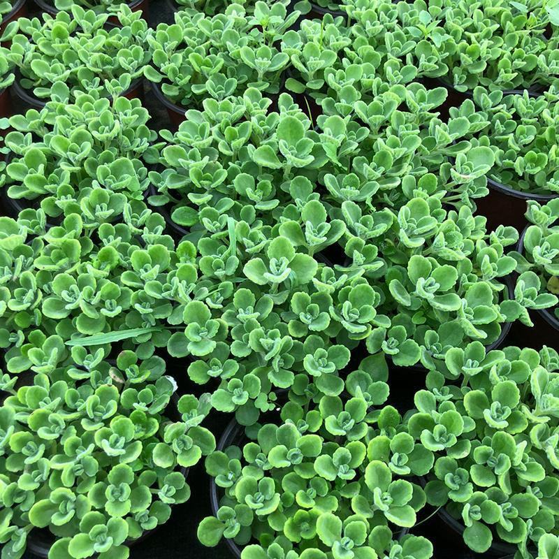 碰碰香花盆栽一抹香喷喷香随手室内驱蚊多肉老桩植物香味