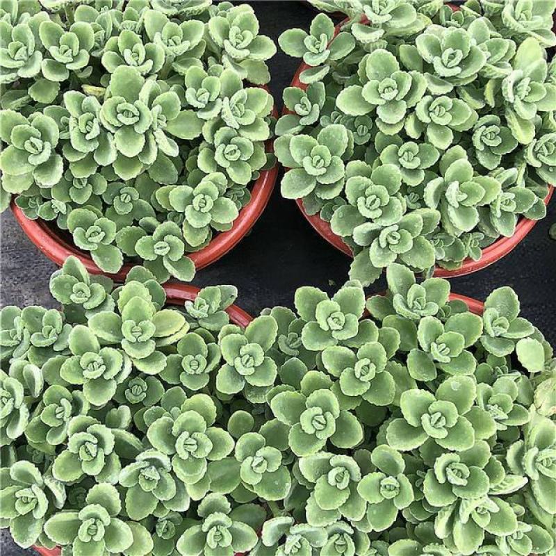 碰碰香花盆栽一抹香喷喷香随手室内驱蚊多肉老桩植物香味