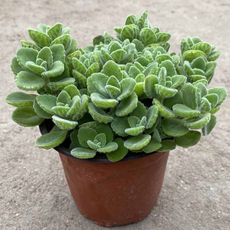 碰碰香花盆栽一抹香喷喷香随手室内驱蚊多肉老桩植物香味
