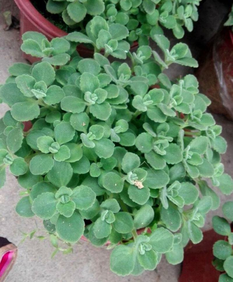 碰碰香花盆栽一抹香喷喷香随手室内驱蚊多肉老桩植物香味