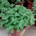 碰碰香花盆栽一抹香喷喷香随手室内驱蚊多肉老桩植物香味