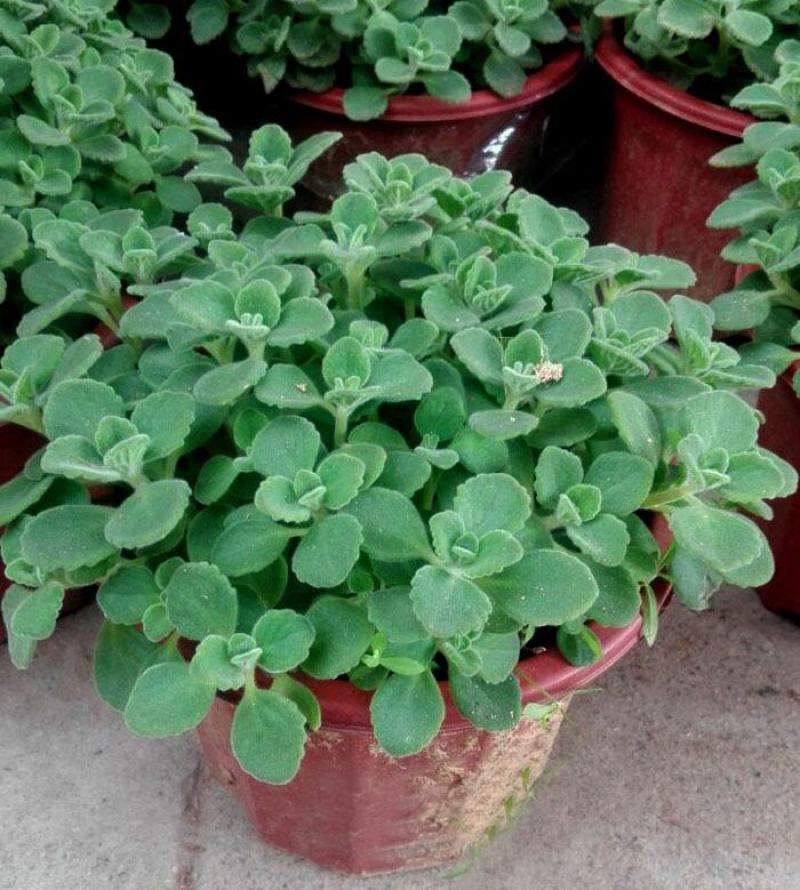 碰碰香花盆栽一抹香喷喷香随手室内驱蚊多肉老桩植物香味