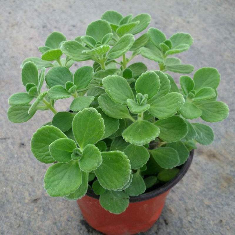 碰碰香花盆栽一抹香喷喷香随手室内驱蚊多肉老桩植物香味