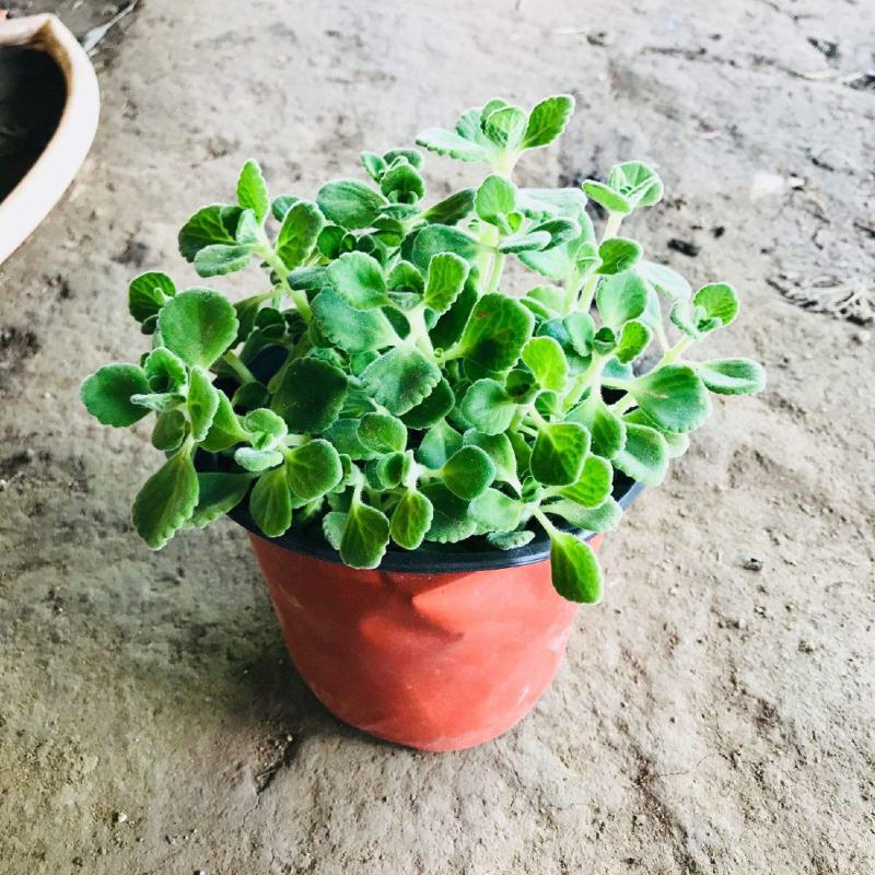 碰碰香花盆栽一抹香喷喷香随手室内驱蚊多肉老桩植物香味