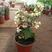 龙吐珠花盆栽花卉观花植物室内花客厅吸甲醛四季开花浓香型