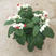 龙吐珠花盆栽花卉观花植物室内花客厅吸甲醛四季开花浓香型