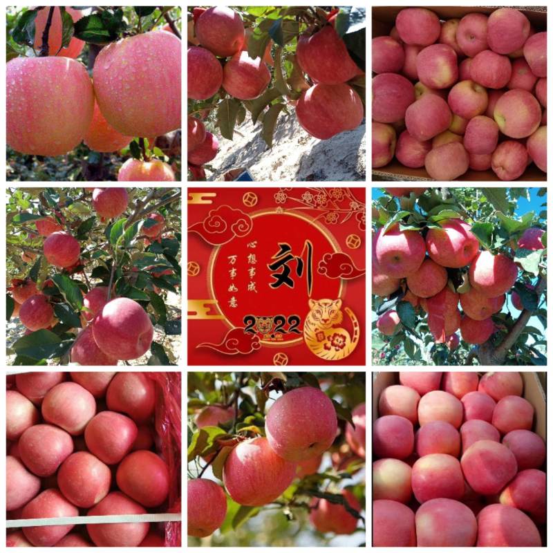 寒富苹果黄瓤的寒富苹果新民的寒富苹果九月下旬大量成熟出售