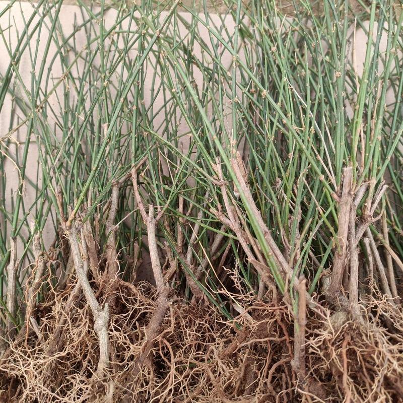 迎春花盆栽迎春花苗四季盆栽耐寒爬藤植物阳台盆栽庭院