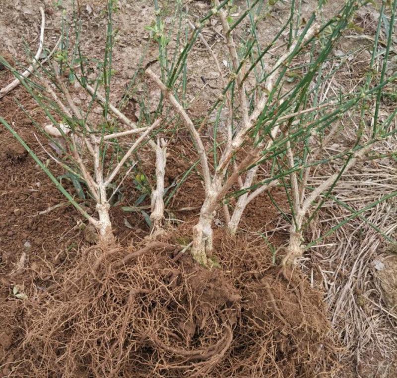 迎春花盆栽迎春花苗四季盆栽耐寒爬藤植物阳台盆栽庭院