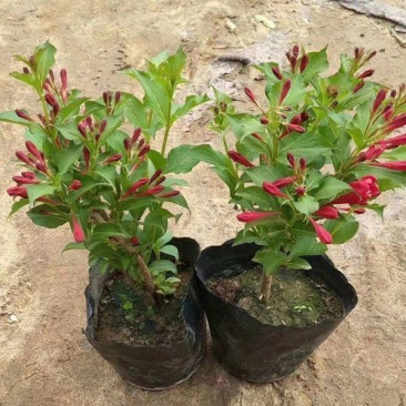 红王子锦带耐寒锦带花苗庭院绿篱植物花卉盆栽当年开花