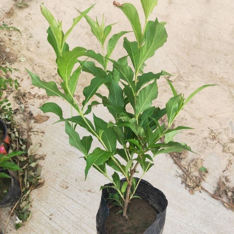红王子锦带耐寒锦带花苗庭院绿篱植物花卉盆栽当年开花
