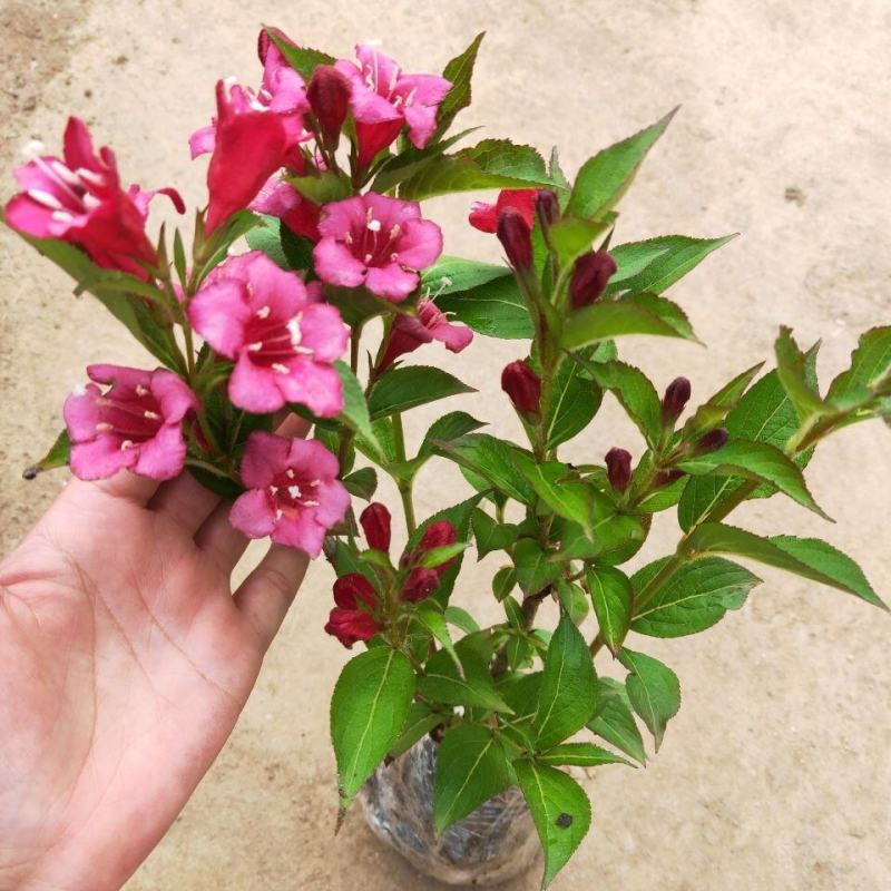 红王子锦带耐寒锦带花苗庭院绿篱植物花卉盆栽当年开花