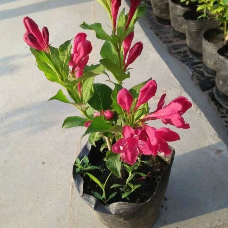 红王子锦带耐寒锦带花苗庭院绿篱植物花卉盆栽当年开花