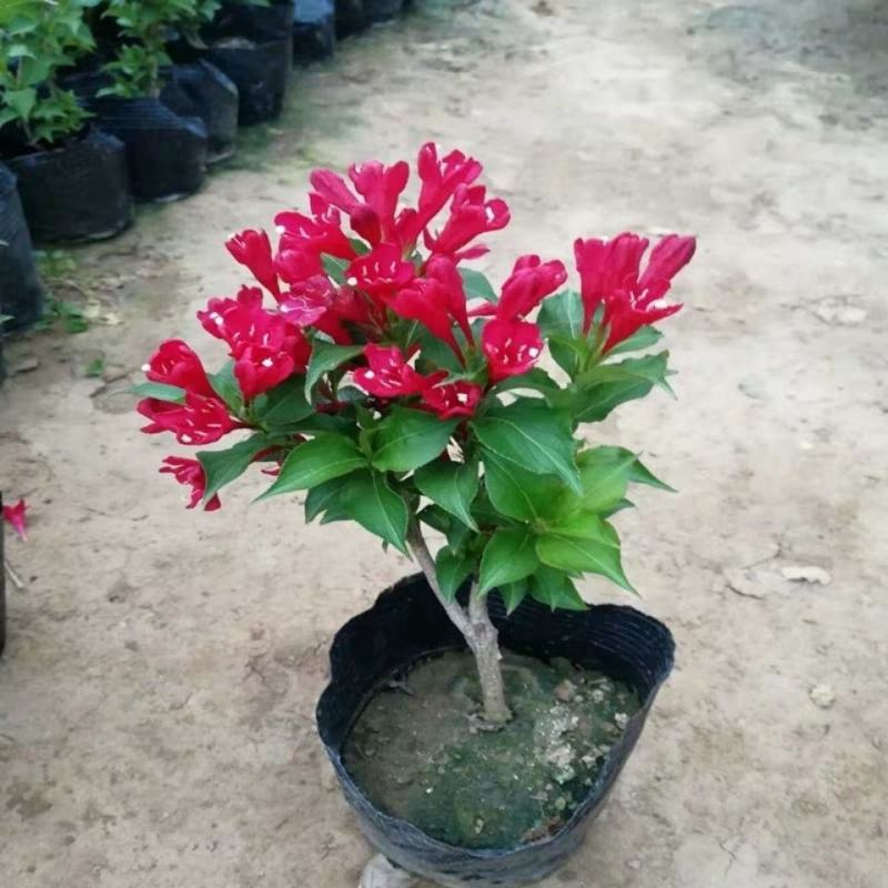 红王子锦带耐寒锦带花苗庭院绿篱植物花卉盆栽当年开花