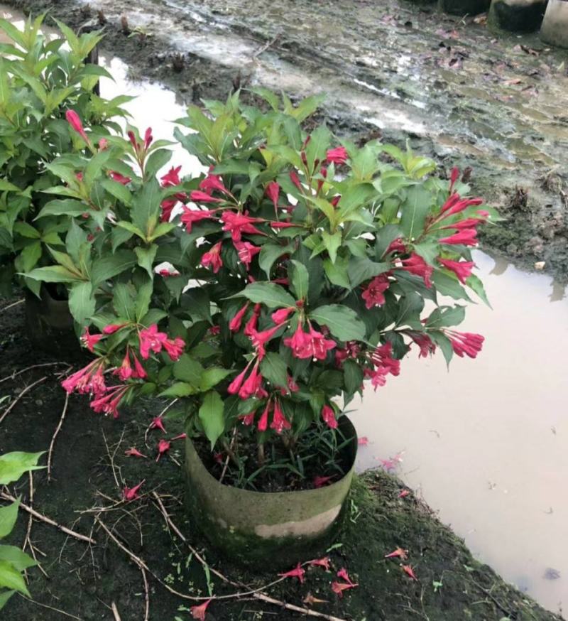 红王子锦带耐寒锦带花苗庭院绿篱植物花卉盆栽当年开花