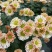 小雏菊(ins玲珑橙)菊花盆栽四季开花庭院耐热寒多年生