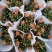 小雏菊(ins玲珑橙)菊花盆栽四季开花庭院耐热寒多年生