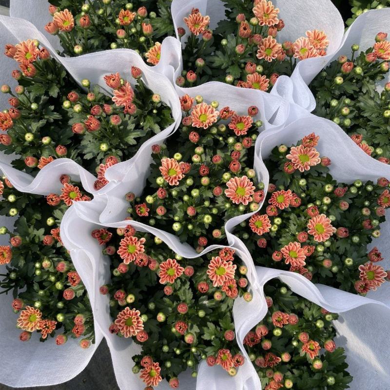 小雏菊(ins玲珑橙)菊花盆栽四季开花庭院耐热寒多年生