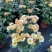 小雏菊(ins玲珑橙)菊花盆栽四季开花庭院耐热寒多年生