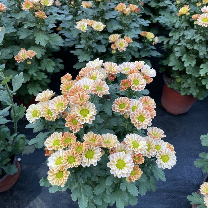 小雏菊(ins玲珑橙)菊花盆栽四季开花庭院耐热寒多年生